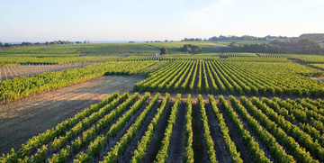 Vignobles bordelais près de Latresne