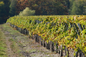 Vignobles bordelais près d'Artigues-près-Bordeaux