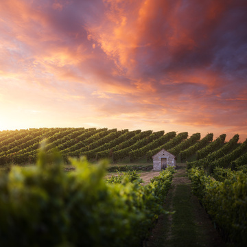 Coucher de soleil sur les vignes près de Bassens