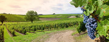 Vignobles bordelais près de Martignas-sur-Jalle