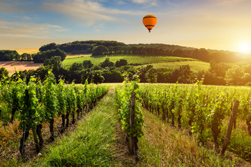 Vignobles bordelais à Le Taillan-Médoc