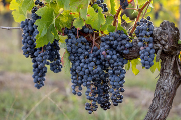 Vignobles bordelais près de Parempuyre