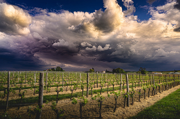 Vignobles bordelais à Bègles