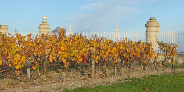 Vignobles en automne 